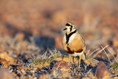 Inland Dotterel - Adult Male5