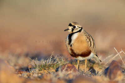 Inland Dotterel - Adult Male6