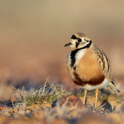 Plovers, Lapwings and Plains-wanderer