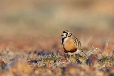 Inland Dotterel - Adult Male7