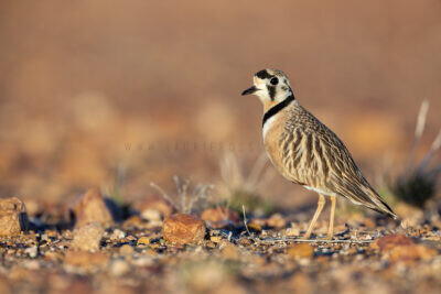Inland Dotterel - Adult Male8