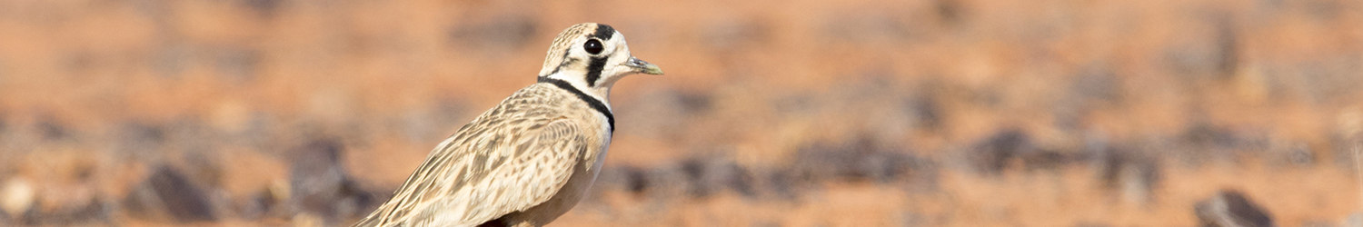 inland-dotterel-male-alice-springs-nt