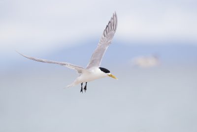 Lesser Crested Tern (Onychoprion anaethetus anaethetus)