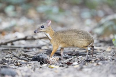 Lesser Mouse Deer (Tragulus kanchil)1