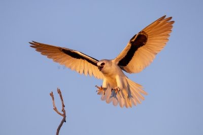 Letter-winged Kite - Female Landing