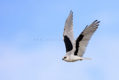 Letter-winged Kite - Female wing flap