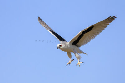 Letter-winged Kite - Female1