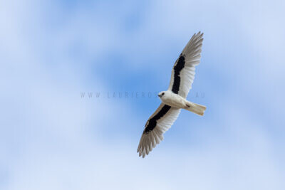Letter-winged Kite - Male Gliding