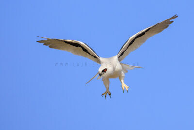 Letter-winged Kite - Male2