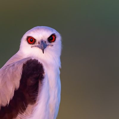 Falcons, Hawks, Eagles, Osprey and Kites