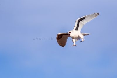 Letter-winged Kite - Screaming in flight