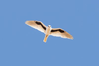 Letter-winged Kite	(Elanus scriptus) - Simpson Desert, NT