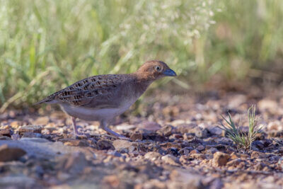 Little Button-quail