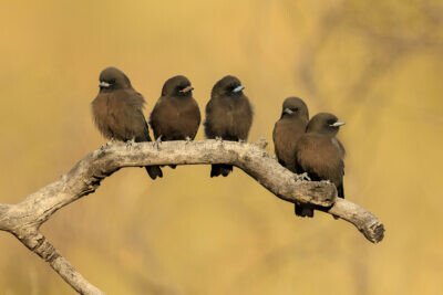 Little Woodswallow - Family Group