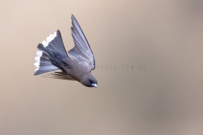 Little Woodswallow - In flight