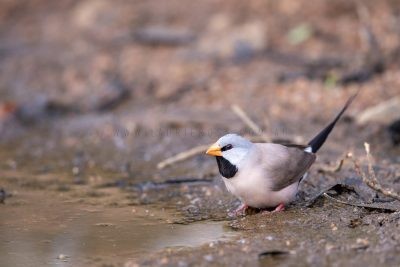 Long-tailed Finch (7)