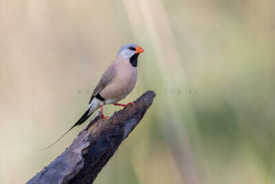 Long-tailed Finch - Breeding Plumage