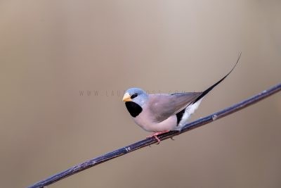 Long-tailed Finch.1
