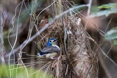 Lovely Fairywren - Female at nest (Malurus amabilis)