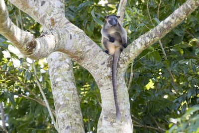 Lumholtz's Tree-kangaroo