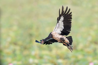 Magpie Goose - In Flight (Anseranas semipalmata)