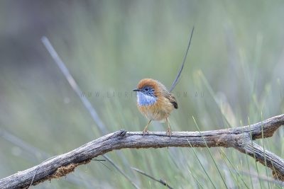Emu-wrens