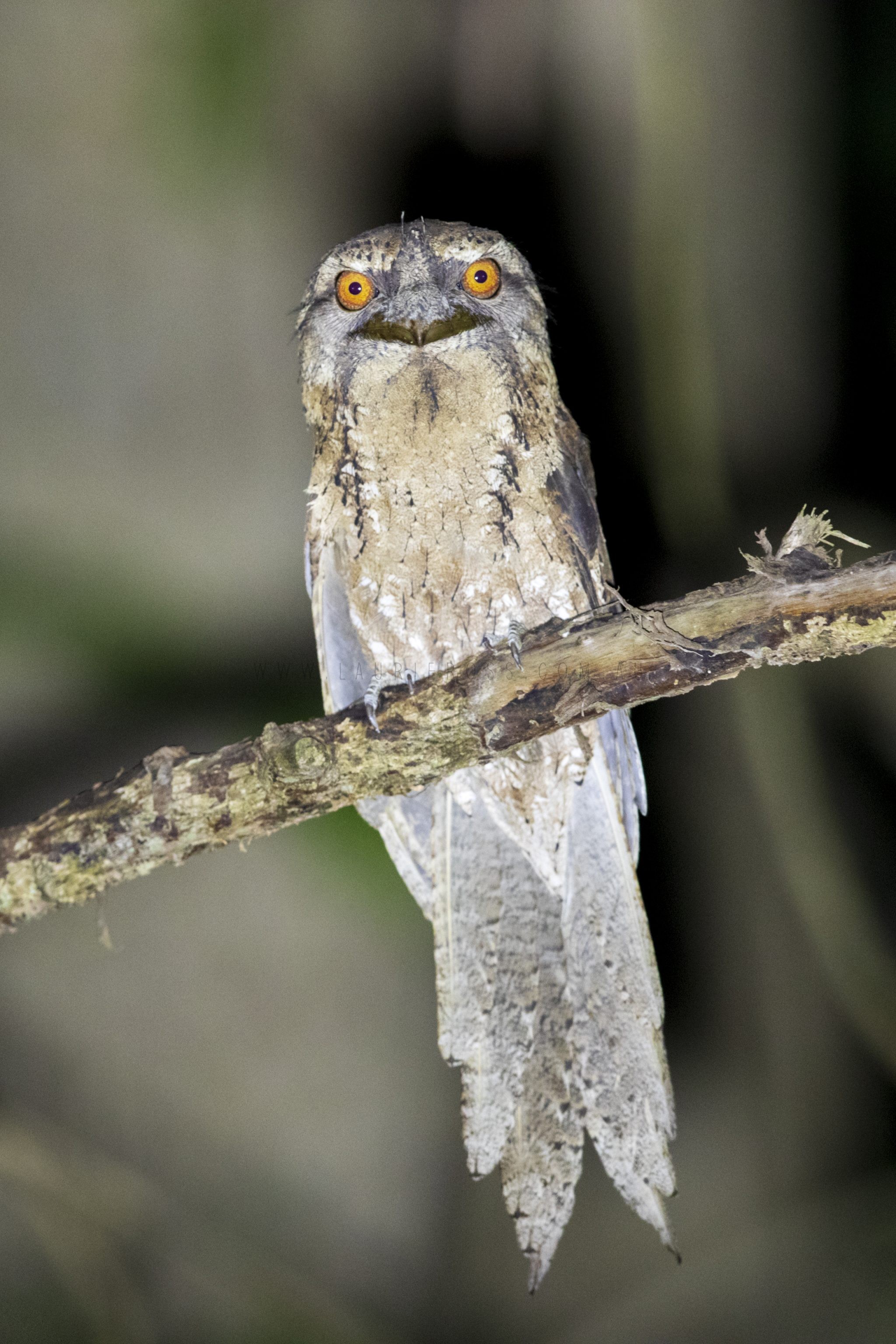 Marbled Frogmouth