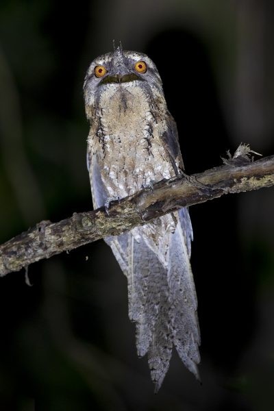 Marbled Frogmouth.3