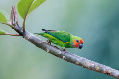 Marshall's Fig-parrot - Male.