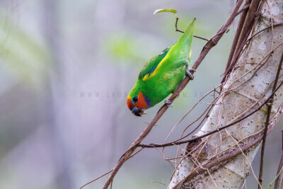 Marshall's Fig-parrot - Male