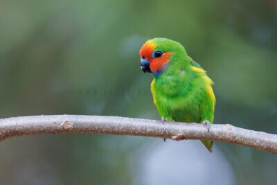 Marshall's Fig-parrot - Male Front