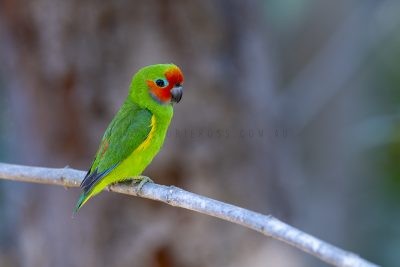 Marshall's Fig-parrot - Male.2
