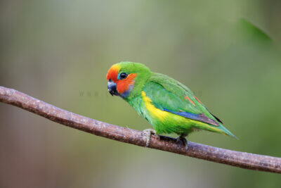 Marshall's Fig-parrot - Male4