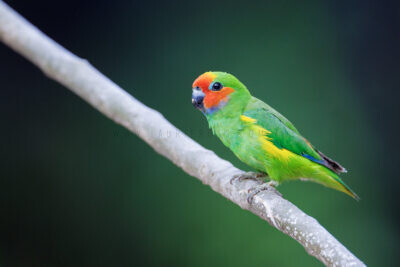 Marshall's Fig-parrot - Male6