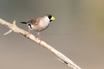 Masked Finch (White-eared)3