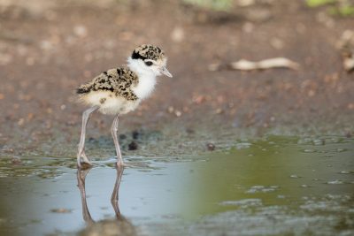 Masked Lapwing - Chick (Vanellus miles)