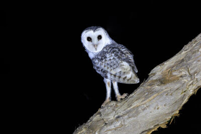 Masked Owl - Back Photo