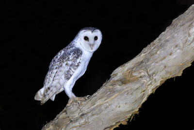 Masked Owl - Male1