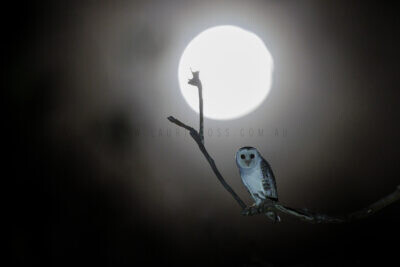 Masked Owl - Moon Light
