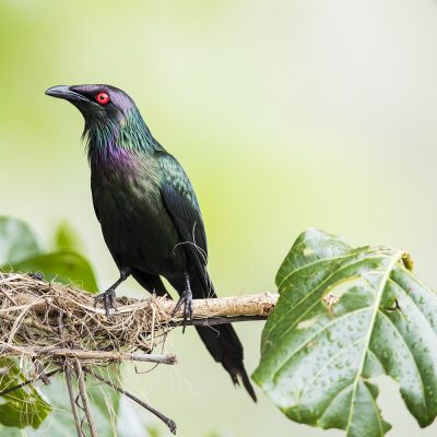 Starlings, Thrushes and Swallows