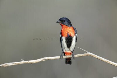 Mistletoebird - Male