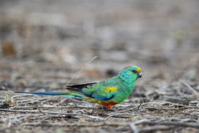 Mulga Parrot - Male on Ground (Psephotus varius).