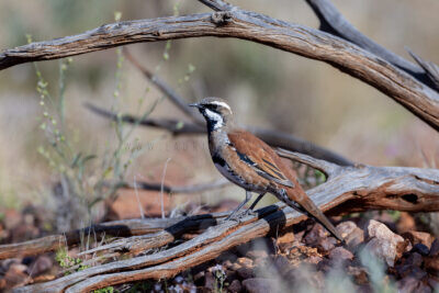 Mystery Quail-thrush - Different Male2