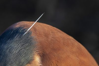 Nankeen (Rufous) Night-heron - Portrait (Nycticorax caledonicus)3