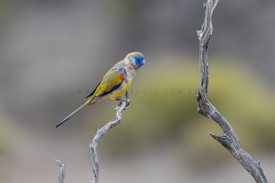 Naretha Blue-bonnet - Male