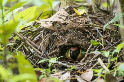 Noisy Pitta - Nest (Pitta versicolor simillima)
