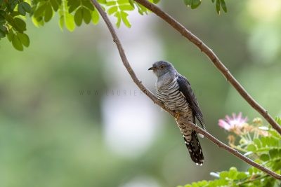 Oriental Cuckoo.1