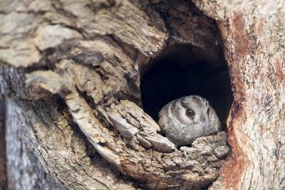 Owlet Nightjar - At Hollow (Aegotheles cristatus cristatus).1