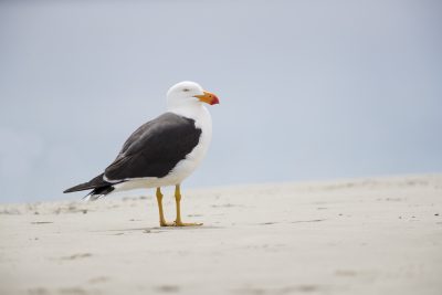 Pacific Gull (Larus pacificus pacificus)
