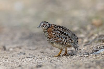 Buttonquail, Pratincoles and Coursers